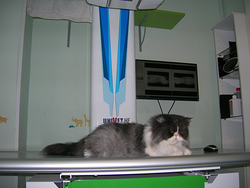 Centre Veterinari De La Plana CLINICAS VETERINARIAS Centre Veterinari De La Plana CLINICAS VETERINARIAS