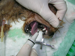 Centre Veterinari De La Plana 3 Centre Veterinari De La Plana 3