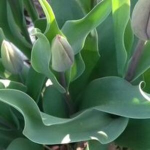 Jardins El Faig JARDINERIA: EMPRESAS DE SERVICIOS