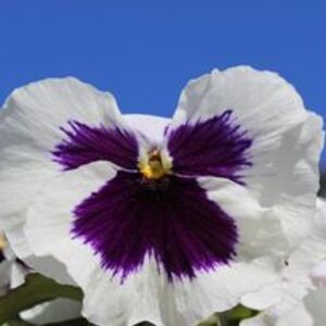 Jardins El Faig Sant Cugat del Vallès