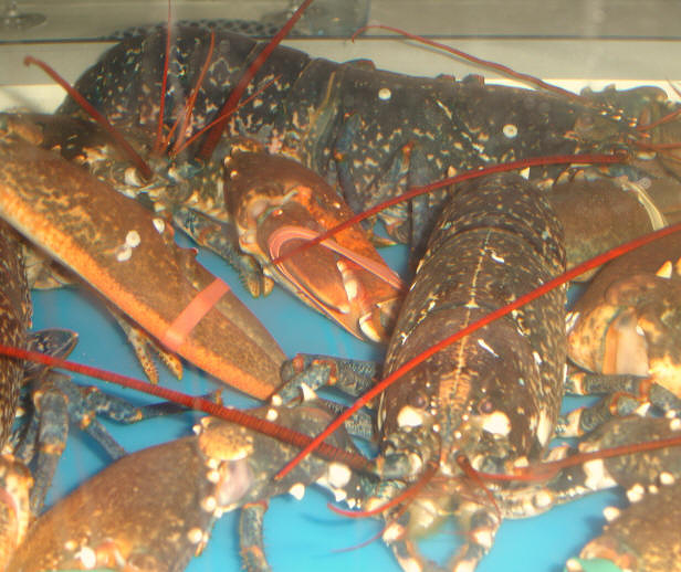 Restaurante Bitadorna Vigo 4