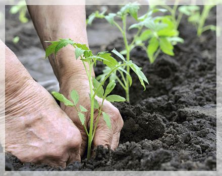 Jardineria M.R. Eiroa S.L. JARDINERIA: EMPRESAS DE SERVICIOS