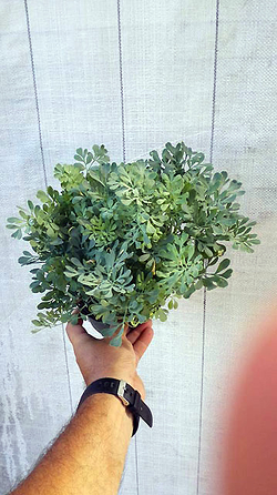 Galería de imágenes