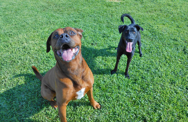 Residencia de Mascotas Los Perales 3