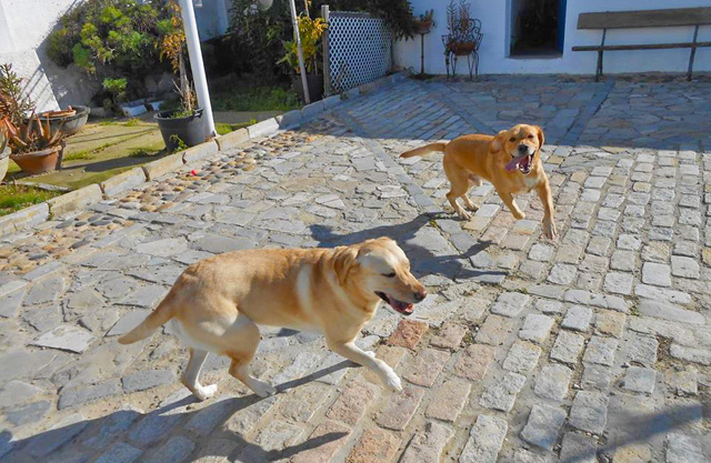 Residencia de Mascotas Los Perales 4