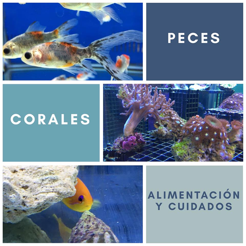 Jufor Mundo Animal ANIMALES DE COMPAÑIA Y ACCESORIOS: ESTABLECIMIENTOS