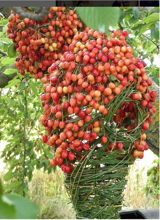 Tribool Garden Studio 2