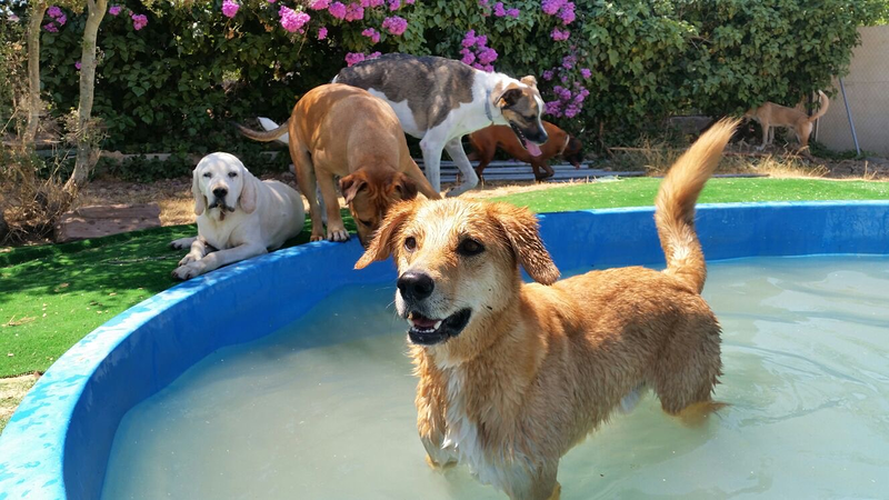 La Perrita Valiente 5