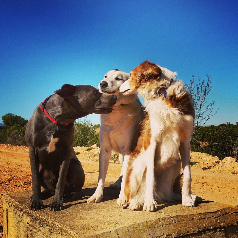 La Perrita Valiente 4