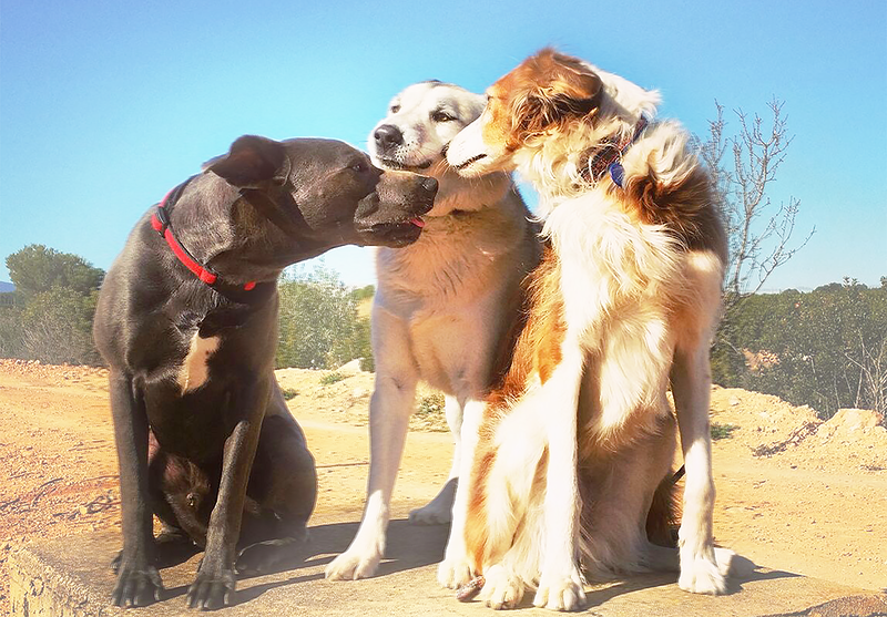 La Perrita Valiente 3