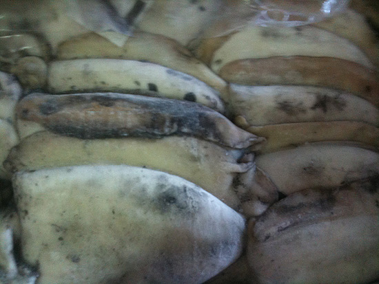 Tartessos Mar MARISCOS: MAYORISTAS