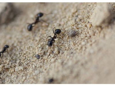 SBA Control de Plagas 3