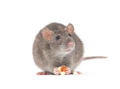 SBA Control de Plagas 5