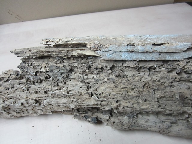 SBA Control de Plagas 8