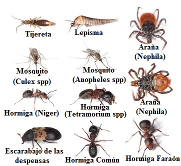 SBA Control de Plagas 7