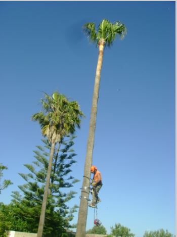 Podaceli JARDINERIA: EMPRESAS DE SERVICIOS