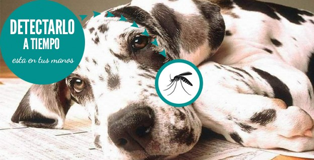 Cl&iacute;nica Veterinaria Dr. Nieto 9