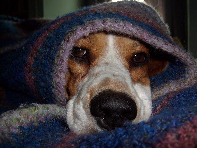 Centro Veterinario Coria 4