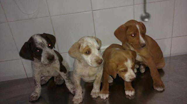 Centro Veterinario Coria Coria del Río