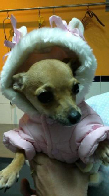 Centro Veterinario Coria 3