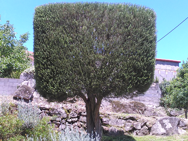 Jardiner&iacute;a Valladares 8