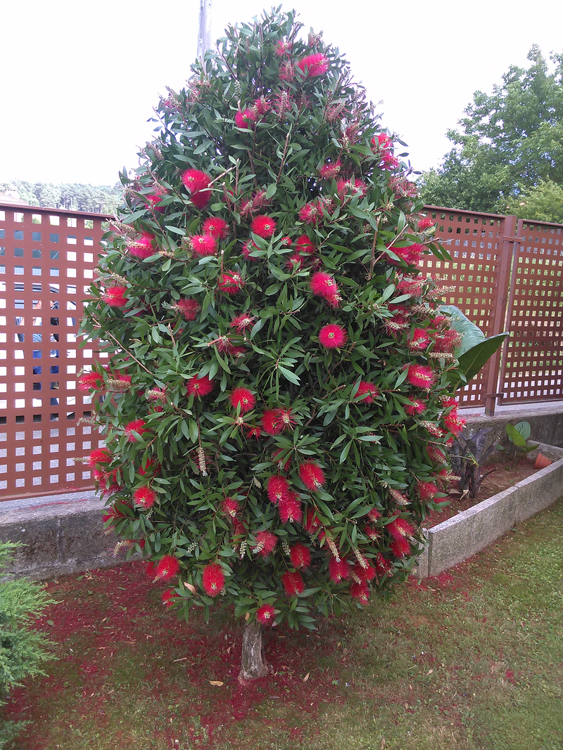 Jardiner&iacute;a Valladares 3