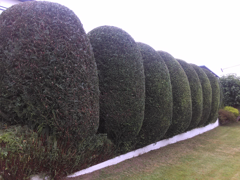 Jardiner&iacute;a Valladares 6