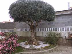 Galería de imágenes