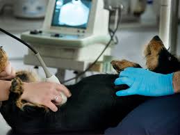 Clínica Veterinaria Puerta Del Sur VETERINARIOS Clínica Veterinaria Puerta Del Sur VETERINARIOS