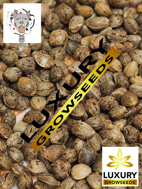 Luxury Growseeds 2