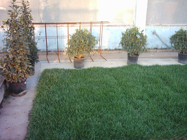 Josfer Flowers Villanueva de Gállego