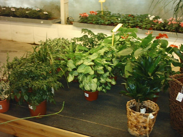 Josfer Flowers JARDINERIA: EMPRESAS DE SERVICIOS