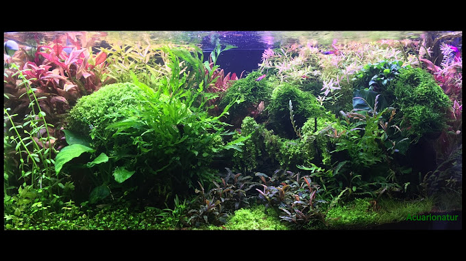 Acuarionatur CARPINTERIA DE MADERA