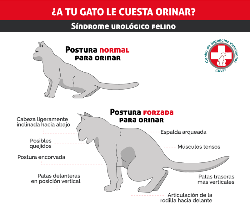Cl&iacute;nica Veterinaria Taf&iacute; 13