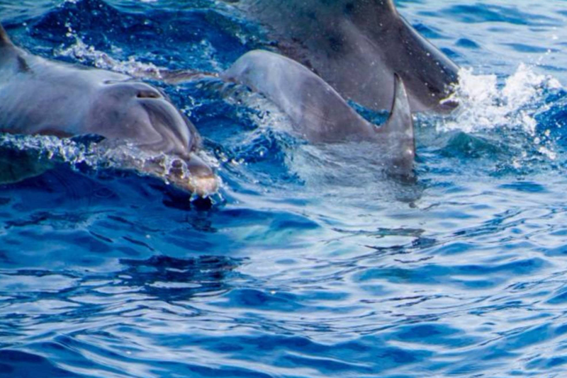 Canary Charter Yacht Club 5