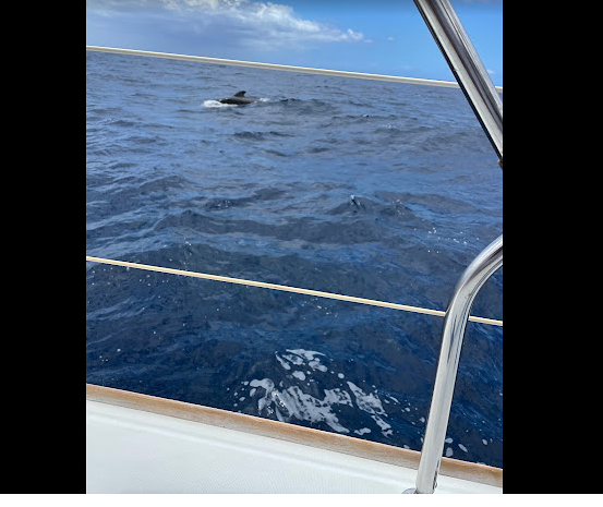 Canary Charter Yacht Club 6