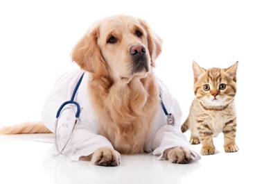 Cl&iacute;nica Veterinaria La Rosa 2
