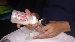 Galería de imágenes