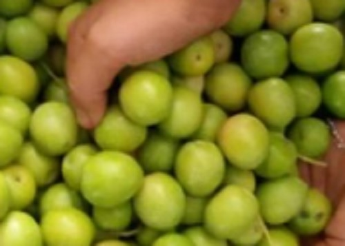 Aceitunas Lima Alozaina