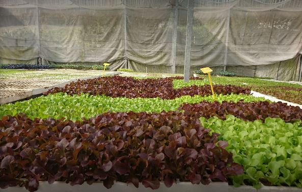 Viveros Marcos Antonio Silleda