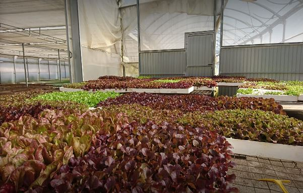 Viveros Marcos Antonio 2