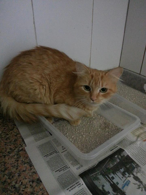 Centro Veterinario Zona Animal 4