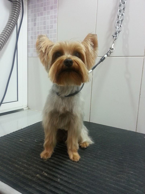 Centro Veterinario Zona Animal 2