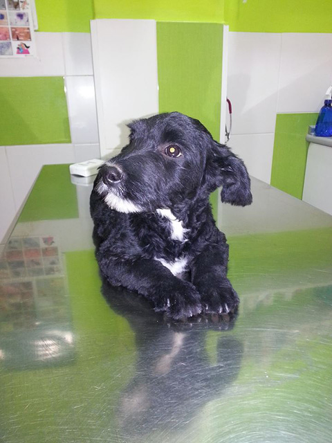 Centro Veterinario Zona Animal 3