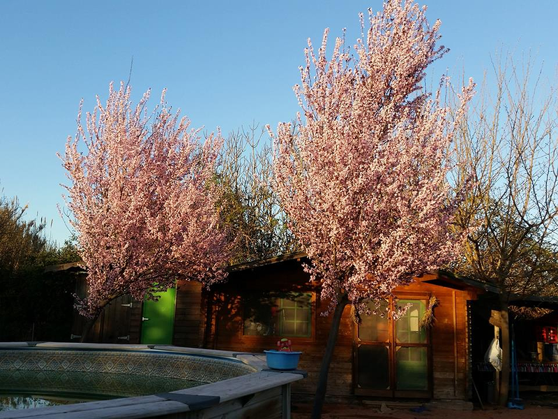 Jardinería el Campillo 4