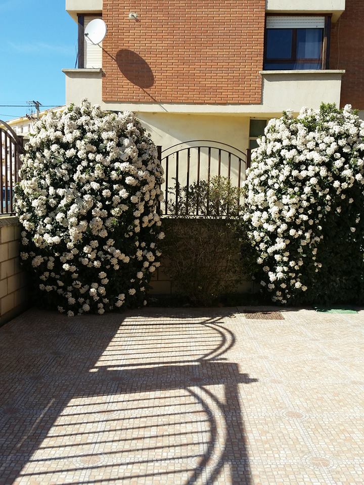 Jardinería el Campillo Marcilla