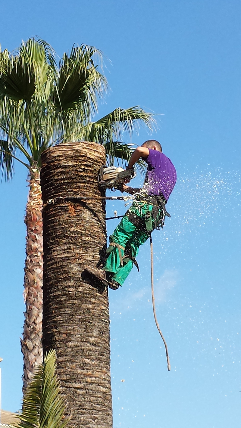 Jardiner&iacute;a Alfi 5