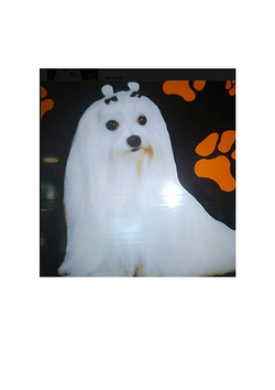 Peluquería Canina Animals House PELUQUERIAS CANINAS Peluquería Canina Animals House PELUQUERIAS CANINAS