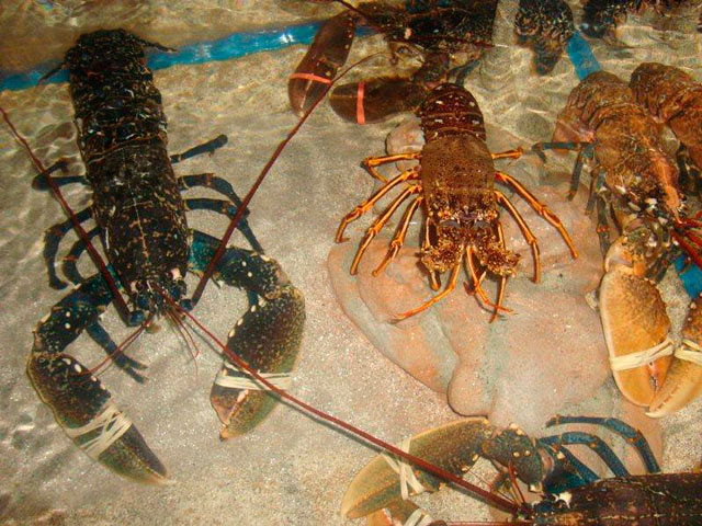 Restaurante O Piano RESTAURANTES