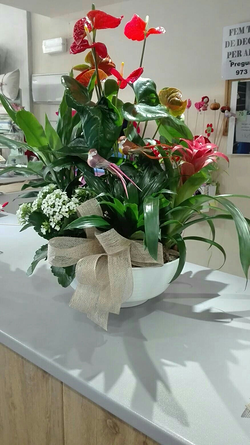 Galería de imágenes